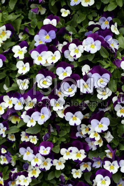 Viola cornuta Endurio Viola cornuta Endurio