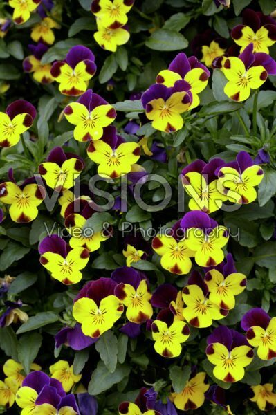 Viola cornuta Endurio Viola cornuta Endurio