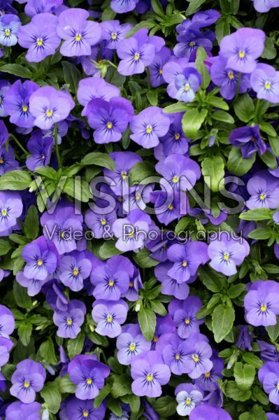 Viola cornuta Endurio Viola cornuta Endurio