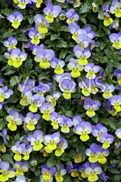 Viola cornuta Endurio Viola cornuta Endurio