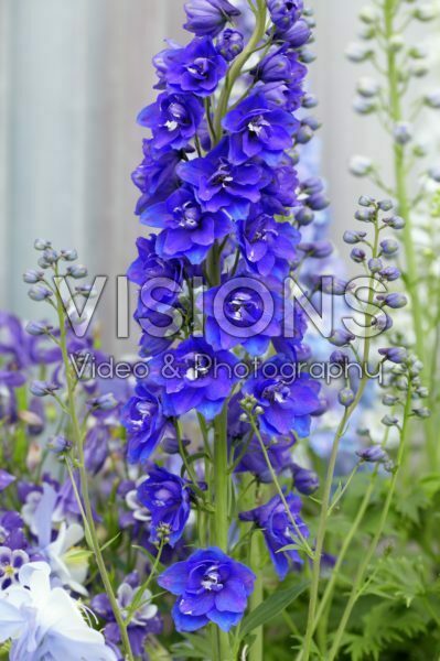 Delphinium Delphinium