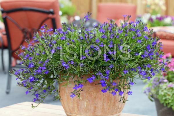 Lobelia Lobelia