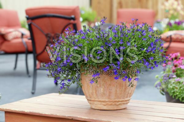 Lobelia Lobelia