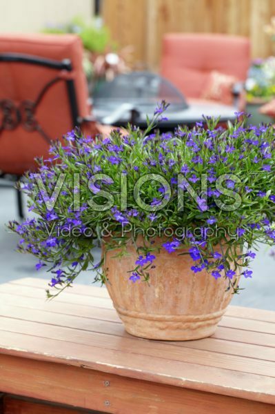 Lobelia Lobelia