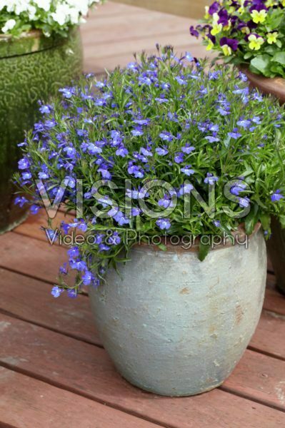 Lobelia Lobelia