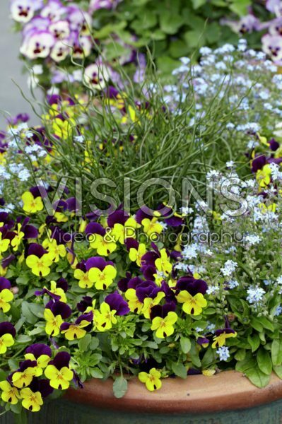 Viola, Myosotis Viola, Myosotis