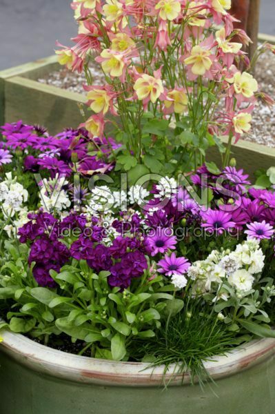 Annuals on pot Annuals on pot