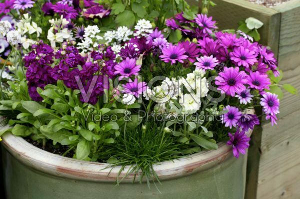 Annuals on pot Annuals on pot