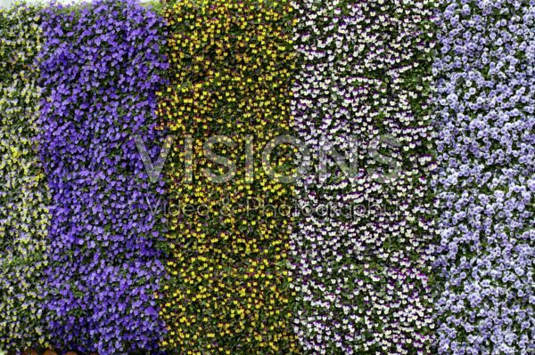 Viola cornuta Endurio Viola cornuta Endurio