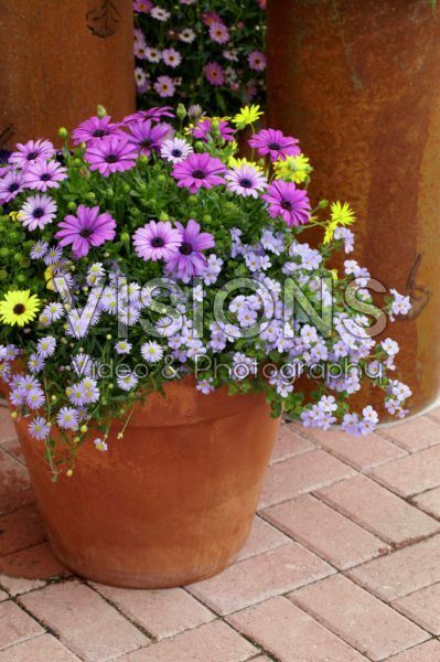 Osteospermum, Bacopa Osteospermum, Bacopa