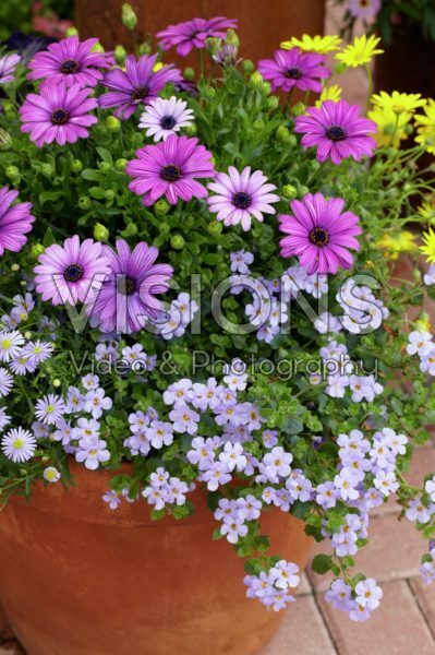 Osteospermum, Bacopa Osteospermum, Bacopa
