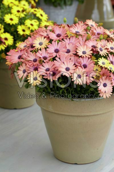 Osteospermum Serenity Rose Magic Osteospermum Serenity Rose Magic