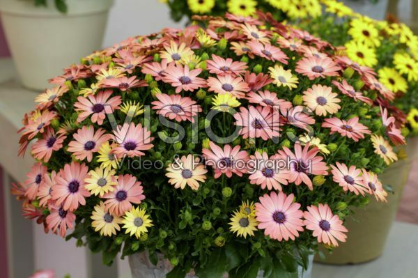Osteospermum Serenity Rose Magic Osteospermum Serenity Rose Magic