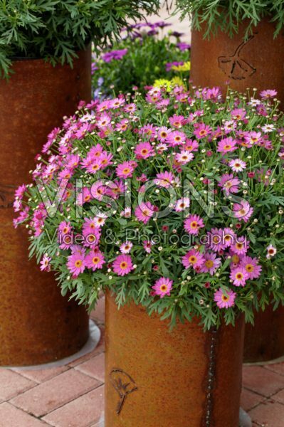Argyranthemum frutescens Madeira Deep Pink Ipd Argyranthemum frutescens Madeira Deep Pink Ipd