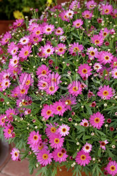 Argyranthemum frutescens Madeira Deep Pink Ipd Argyranthemum frutescens Madeira Deep Pink Ipd