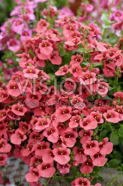 Diascia barberae Romeo Salmon Diascia barberae Romeo Salmon