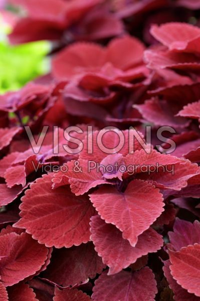 Coleus Redhead Coleus Redhead