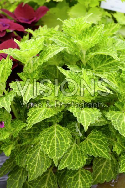 Solenostemon scutellarioides Electric Lime® Solenostemon scutellarioides Electric Lime®