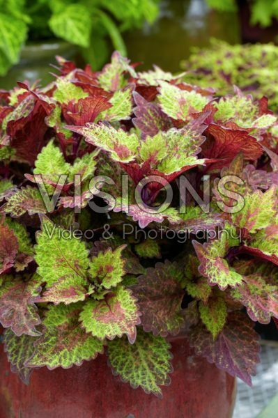 Solenostemon scutellarioides Indian Summer Solenostemon scutellarioides Indian Summer