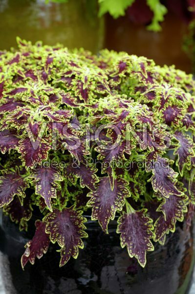 Solenostemon scutellarioides Sultana Solenostemon scutellarioides Sultana