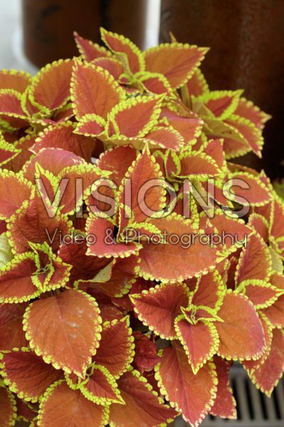 Solenostemon scutellarioides Trusty Rusty Solenostemon scutellarioides Trusty Rusty