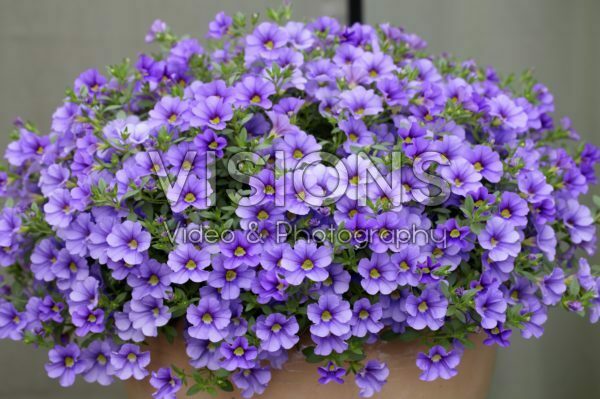 Calibrachoa Cabaret™ Lavender Calibrachoa Cabaret™ Lavender