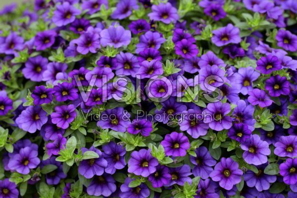 Calibrachoa Cabaret Deep Blue Calibrachoa Cabaret Deep Blue