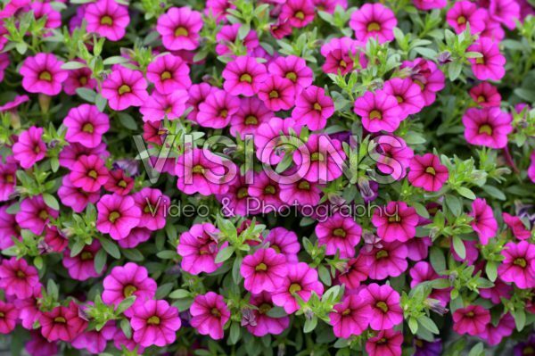 Calibrachoa Cabaret Rose Calibrachoa Cabaret Rose