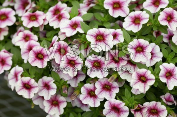 Calibrachoa Cabaret Pink Vein Calibrachoa Cabaret Pink Vein