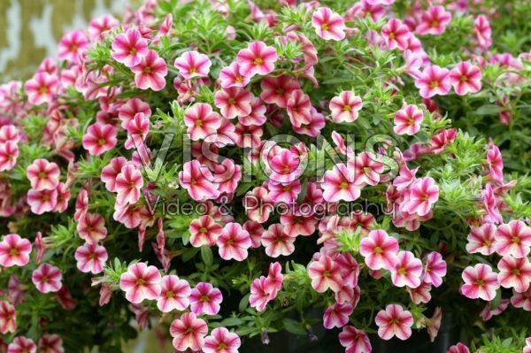 Calibrachoa Can-Can® Rose Star Calibrachoa Can-Can® Rose Star