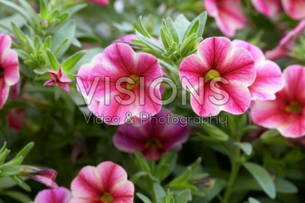 Calibrachoa Can-Can® Rose Star Calibrachoa Can-Can® Rose Star