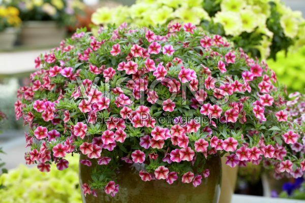 Calibrachoa Can-Can® Rose Star Calibrachoa Can-Can® Rose Star