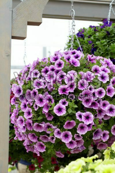 Petunia Suncatcher Plum Vein Petunia Suncatcher Plum Vein