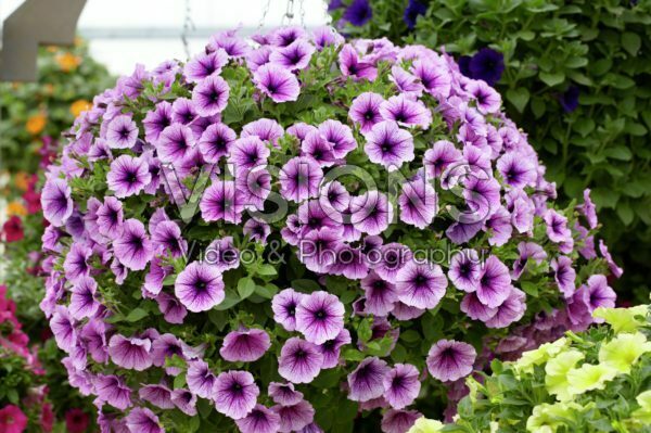 Petunia Suncatcher Plum Vein Petunia Suncatcher Plum Vein