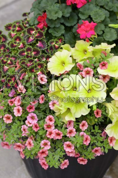 Annuals mixed Annuals mixed