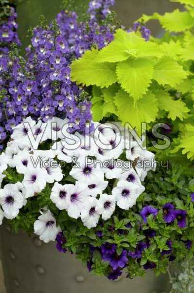 Annuals mix Annuals mix