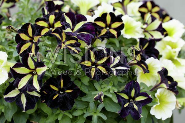 Petunia Phantom, Sun Spun Yellow Petunia Phantom, Sun Spun Yellow