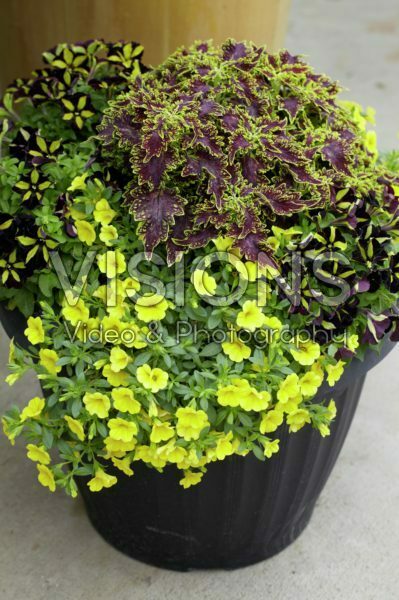 Calibrachoa, Coleus Sultana, Petunia Phantom Calibrachoa, Coleus Sultana, Petunia Phantom
