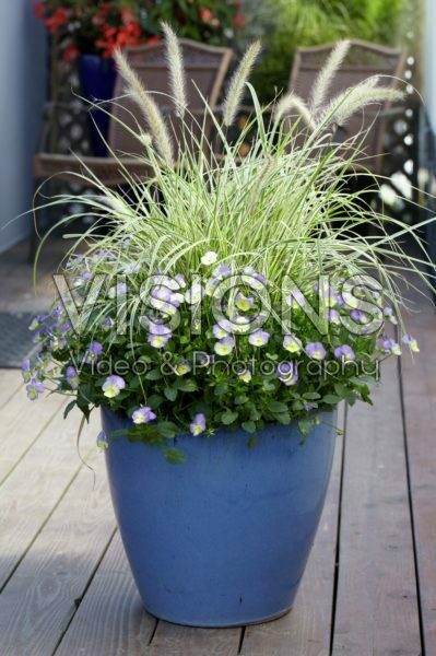 Pennisetum, Viola Pennisetum, Viola