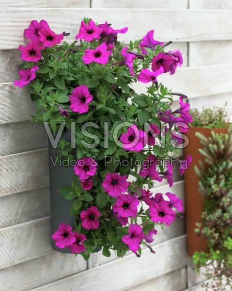 Petunia in hanging pot Petunia in hanging pot