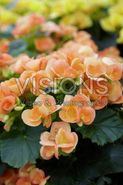 Begonia zalm Begonia zalm