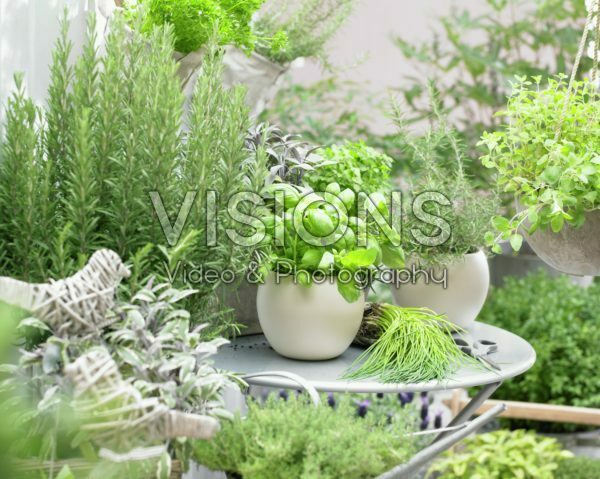 Herbs on patio Herbs on patio