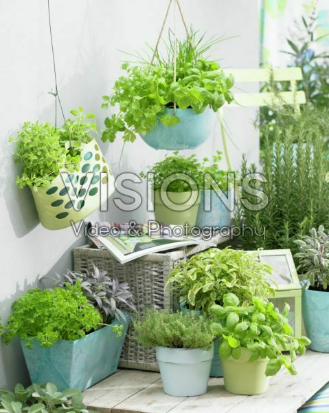 Herbs on patio Herbs on patio
