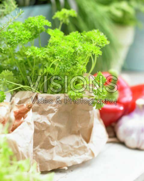 Petroselinum crispum Petroselinum crispum