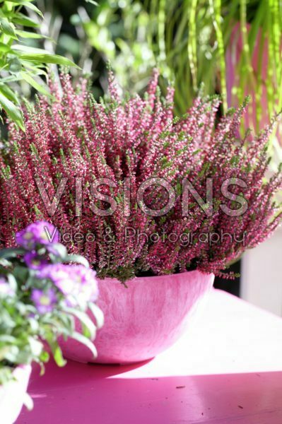 Calluna vulgaris Calluna vulgaris