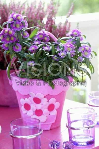 Aster Aster