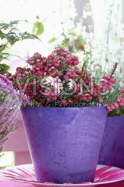Gaultheria mucronata Gaultheria mucronata