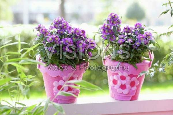 Aster Aster
