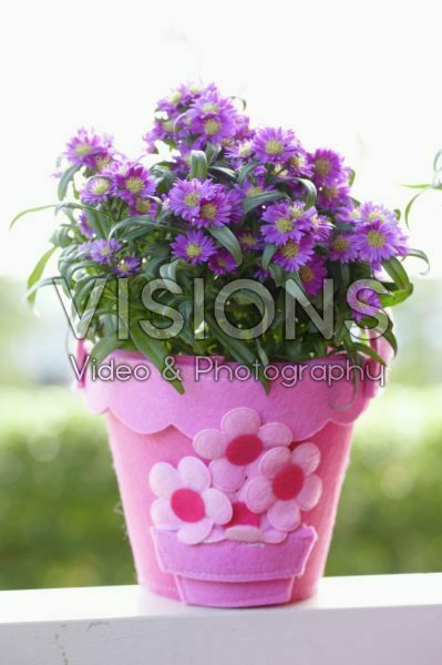 Aster Aster