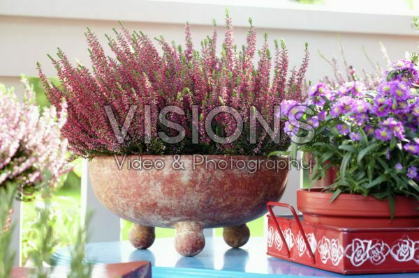 Calluna vulgaris Calluna vulgaris